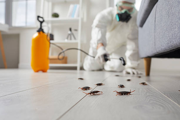 Trusted Rodent Control service in East Shoreham, NY - Nex Pest Control
